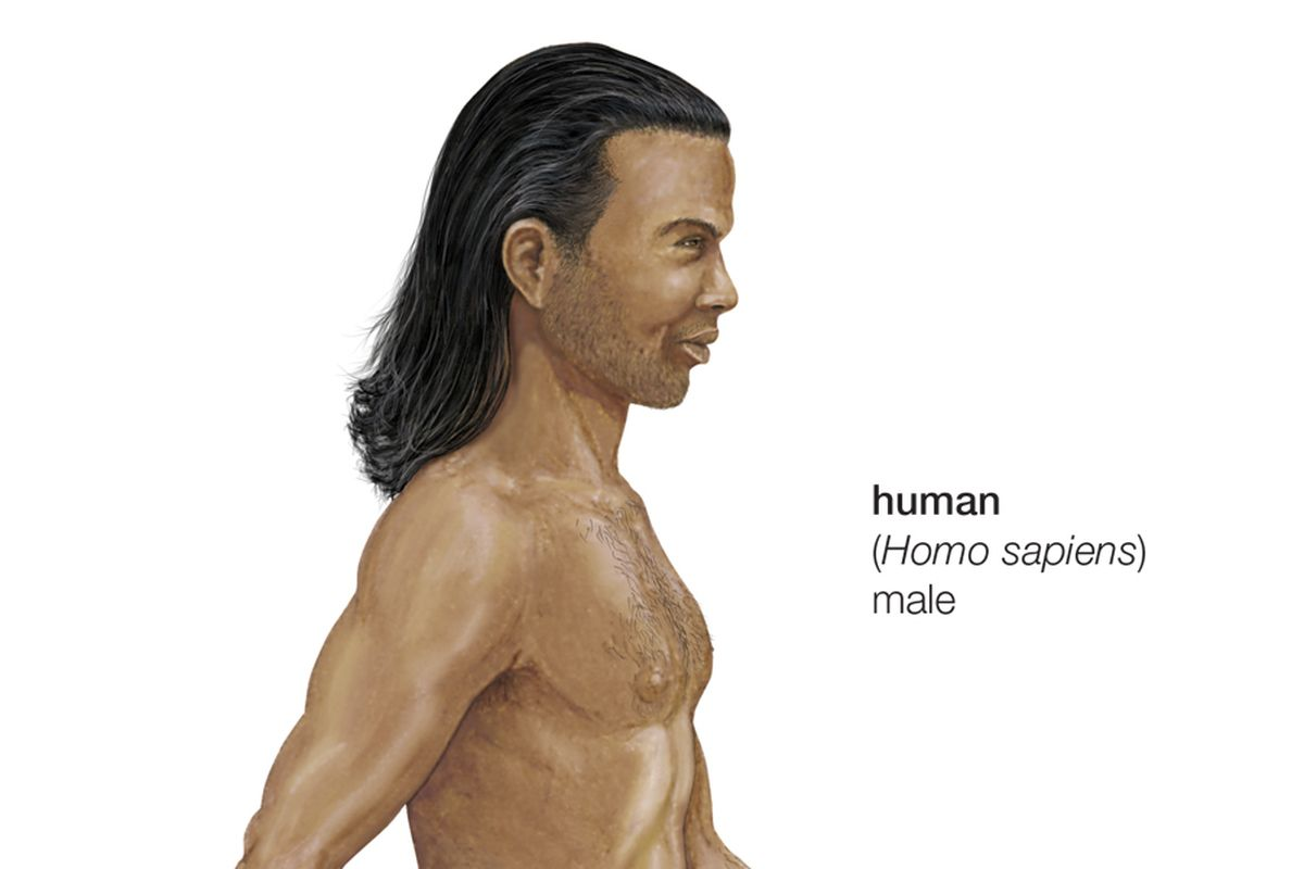 Homo Sapiens