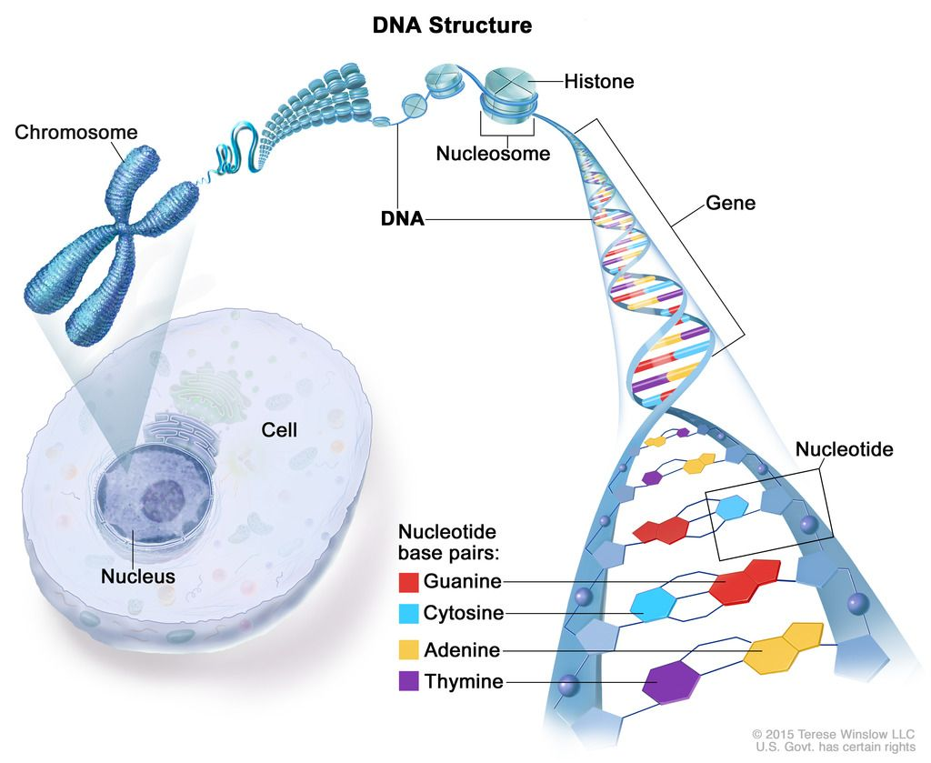 Struktur Gen dan DNA